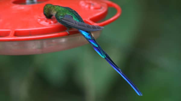 Hummingbird Haven