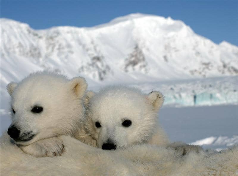 Polar Bear Sightings