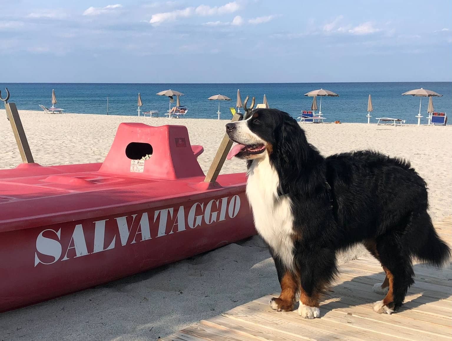Dog-Friendly Paradise