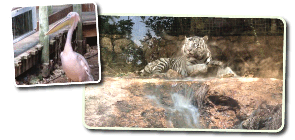 Mini Zoo Encounters