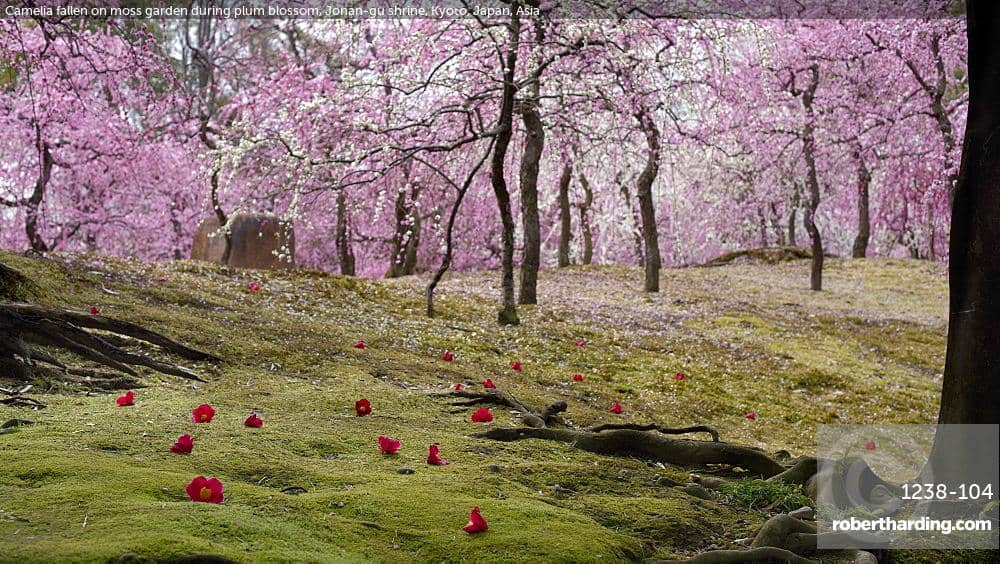 Camellias and Moss Gardens