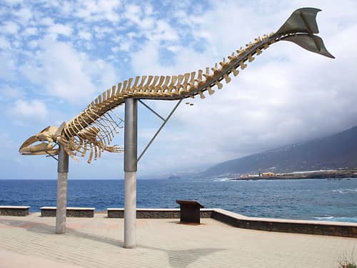 Whale Skeleton