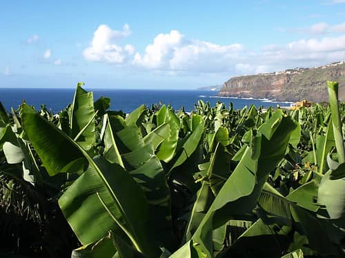 Banana Plantations