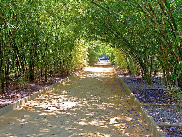 Bamboo Tunnels