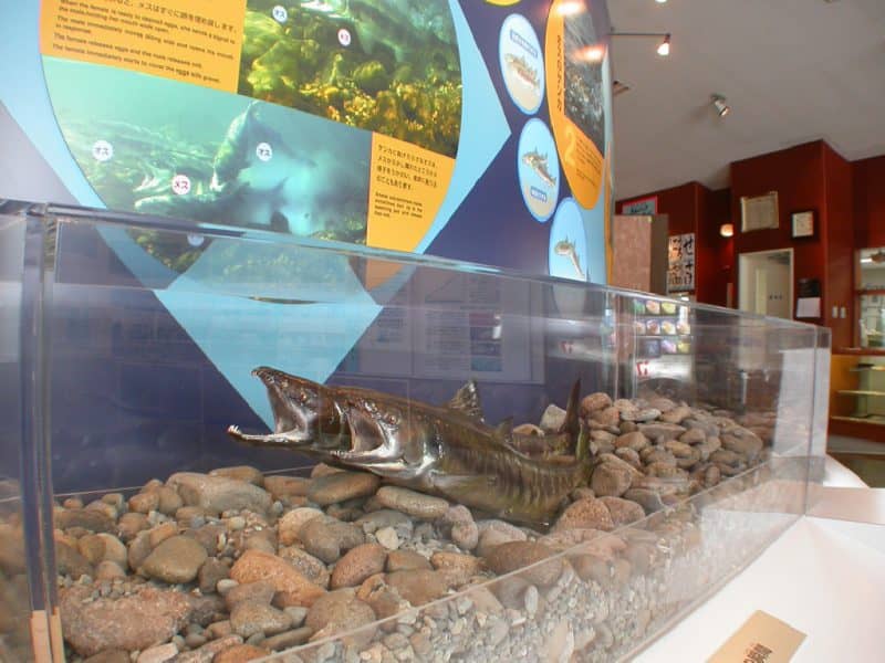 Underwater Viewing Tunnel