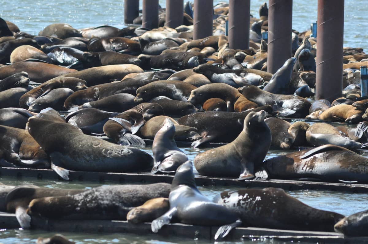 Sea Lion Viewing