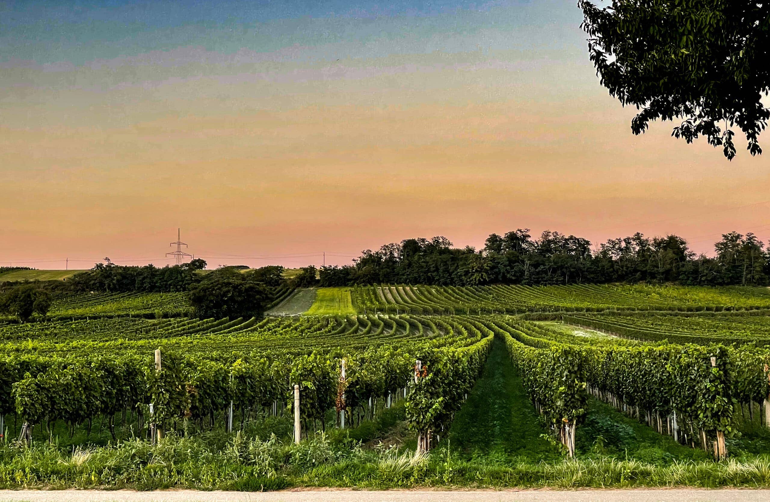 Local Vineyards