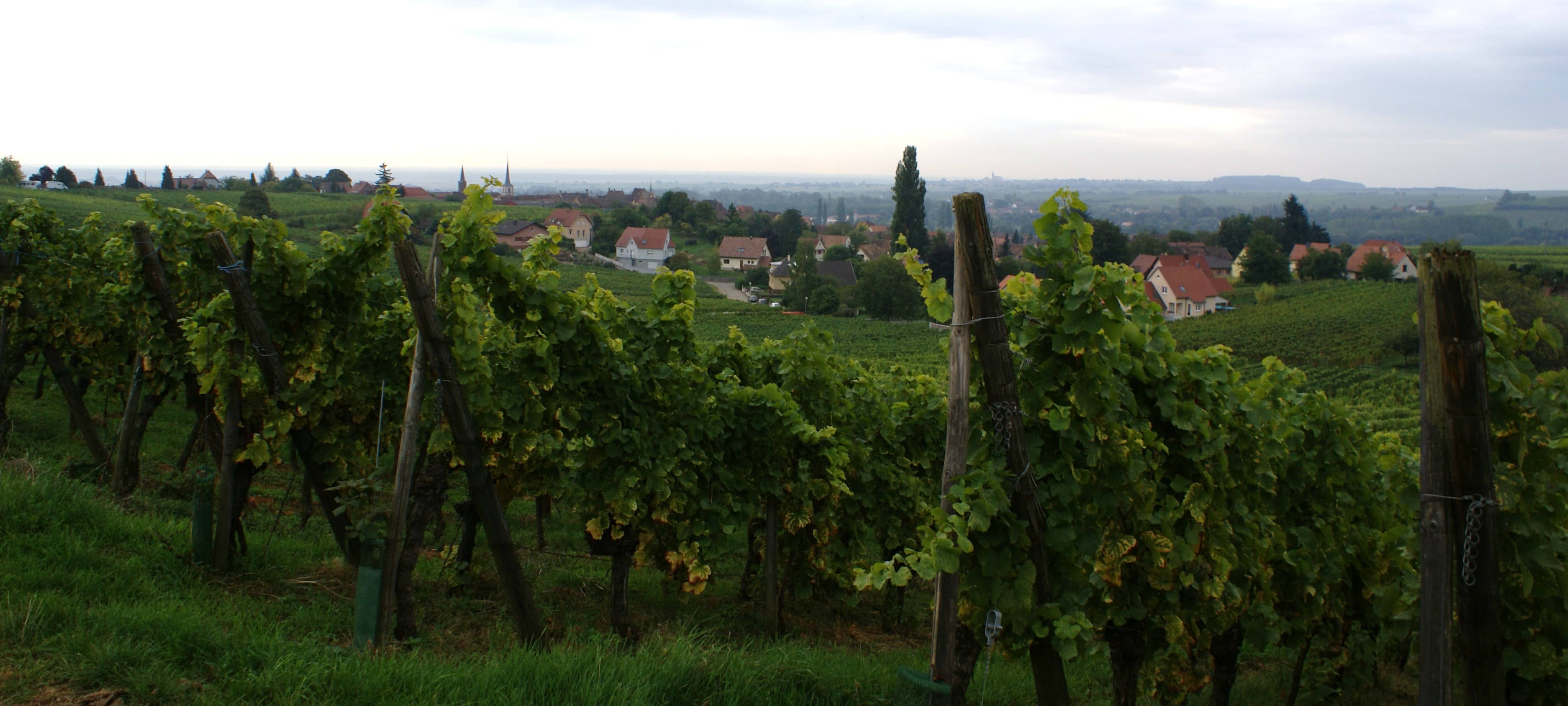 Sylvaner Grand Cru Vineyards