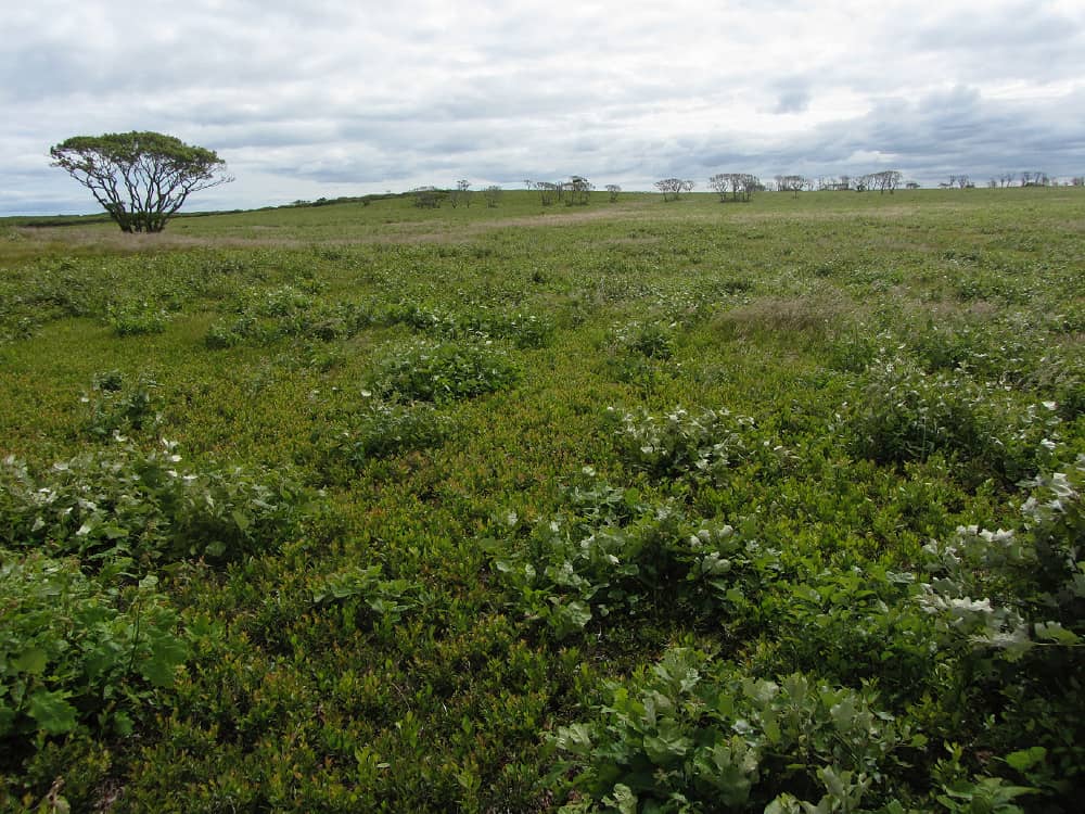 Heathland Trails
