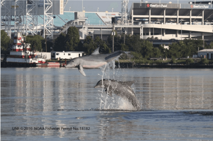 Dolphin Sightings