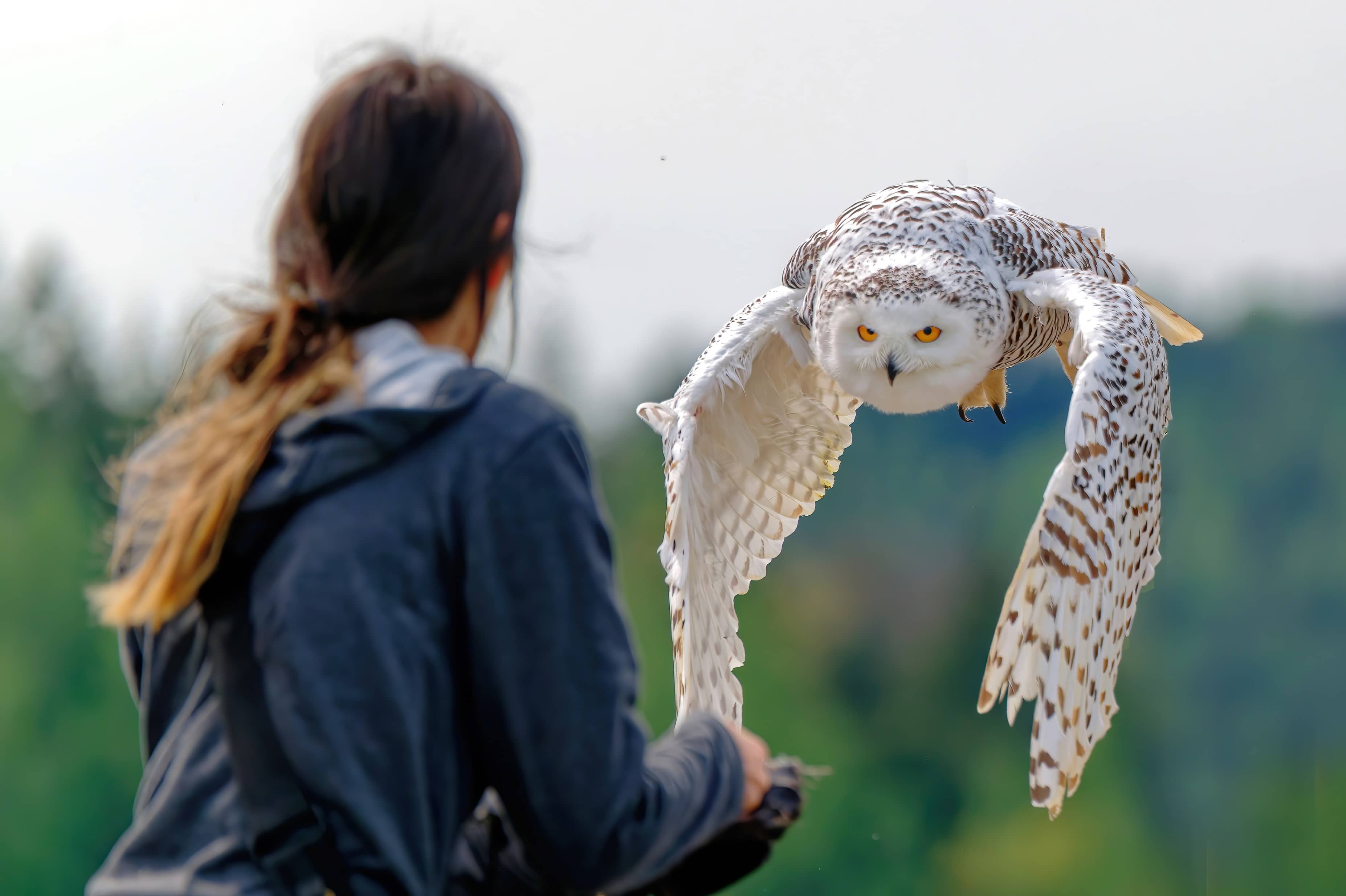 Bird of Prey Show