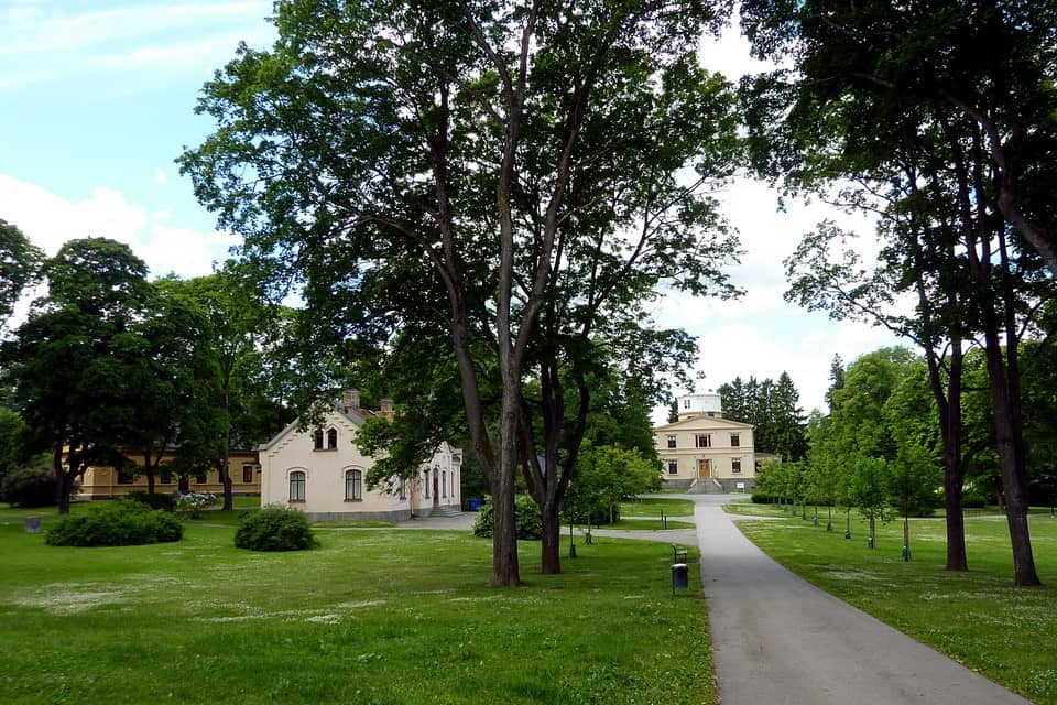 Mature Tree Canopy