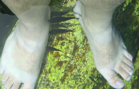 Fish Pedicure Experience