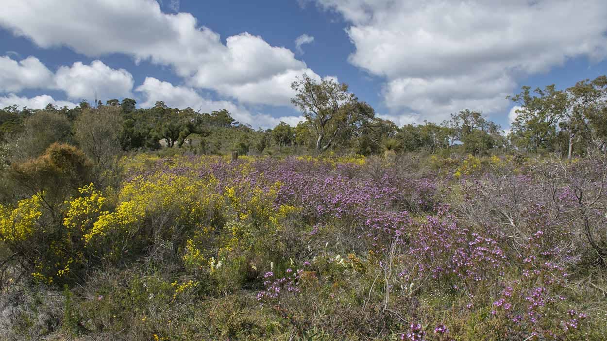 Wildflower Displays
