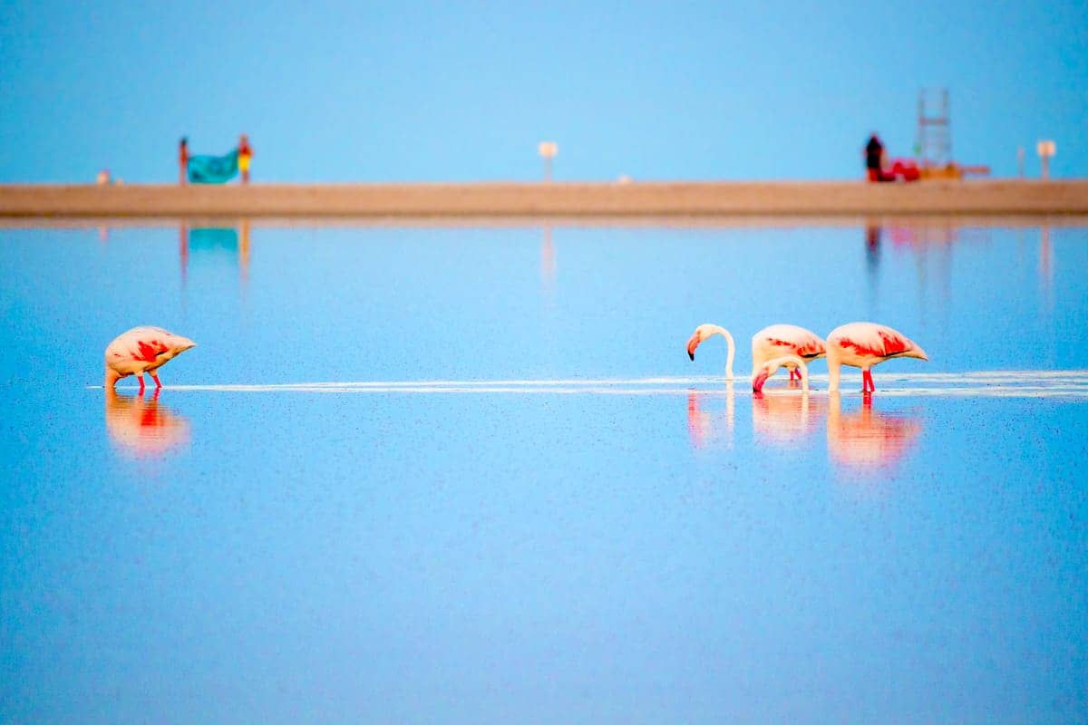 Flamingo Lagoon