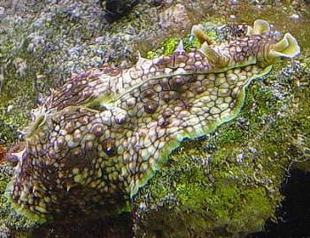 Marine Life Spotting