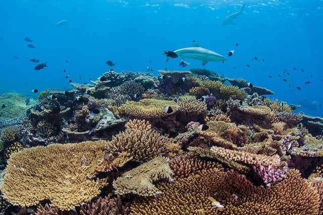 Abundant Marine Biodiversity