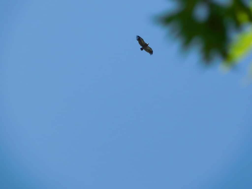 Soaring Eagles