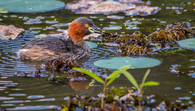 Bellanwila-Attidiya Wetland Park
