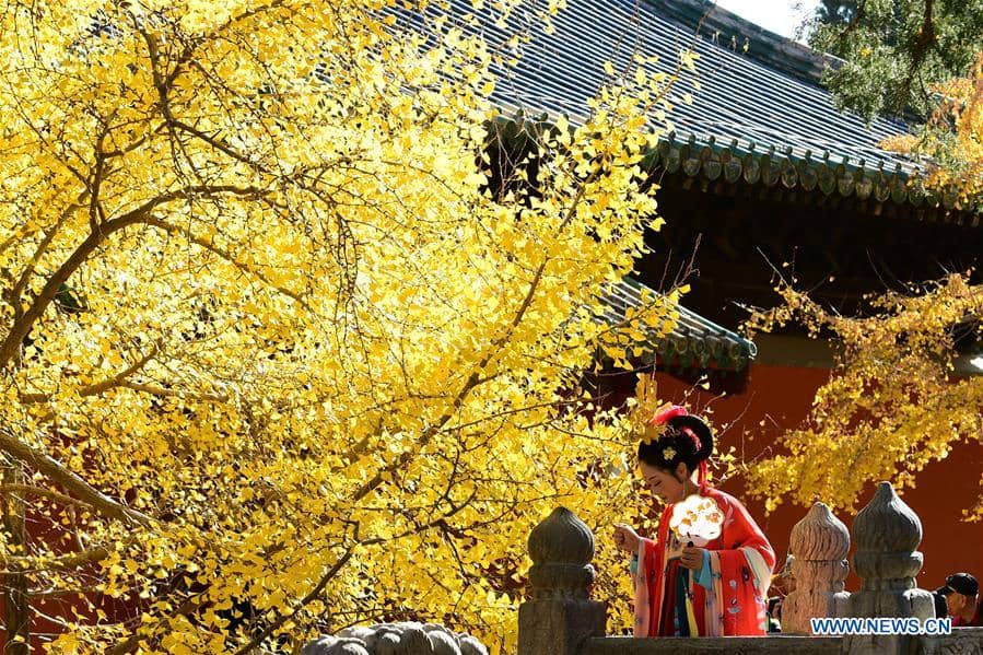 Ancient Ginkgo Tree