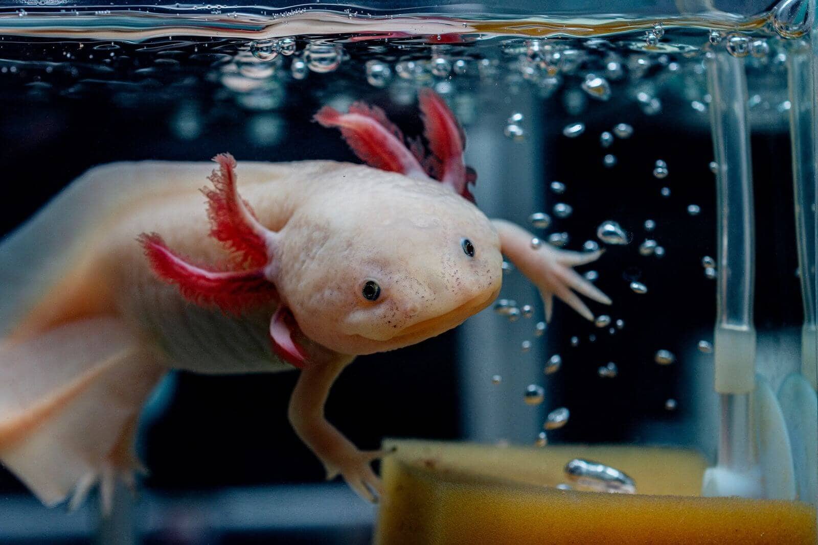 Axolotl Exhibit
