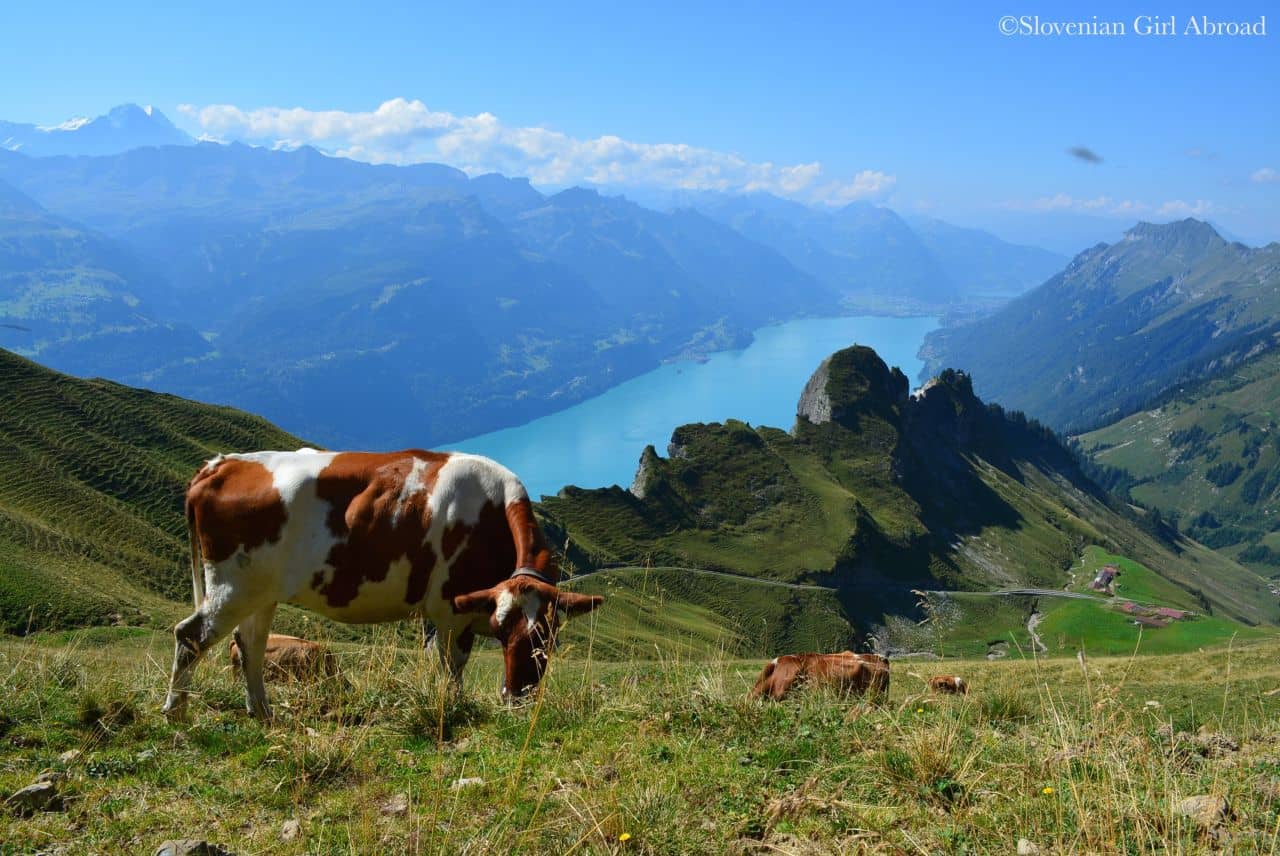 Alpine Wildlife Spotting