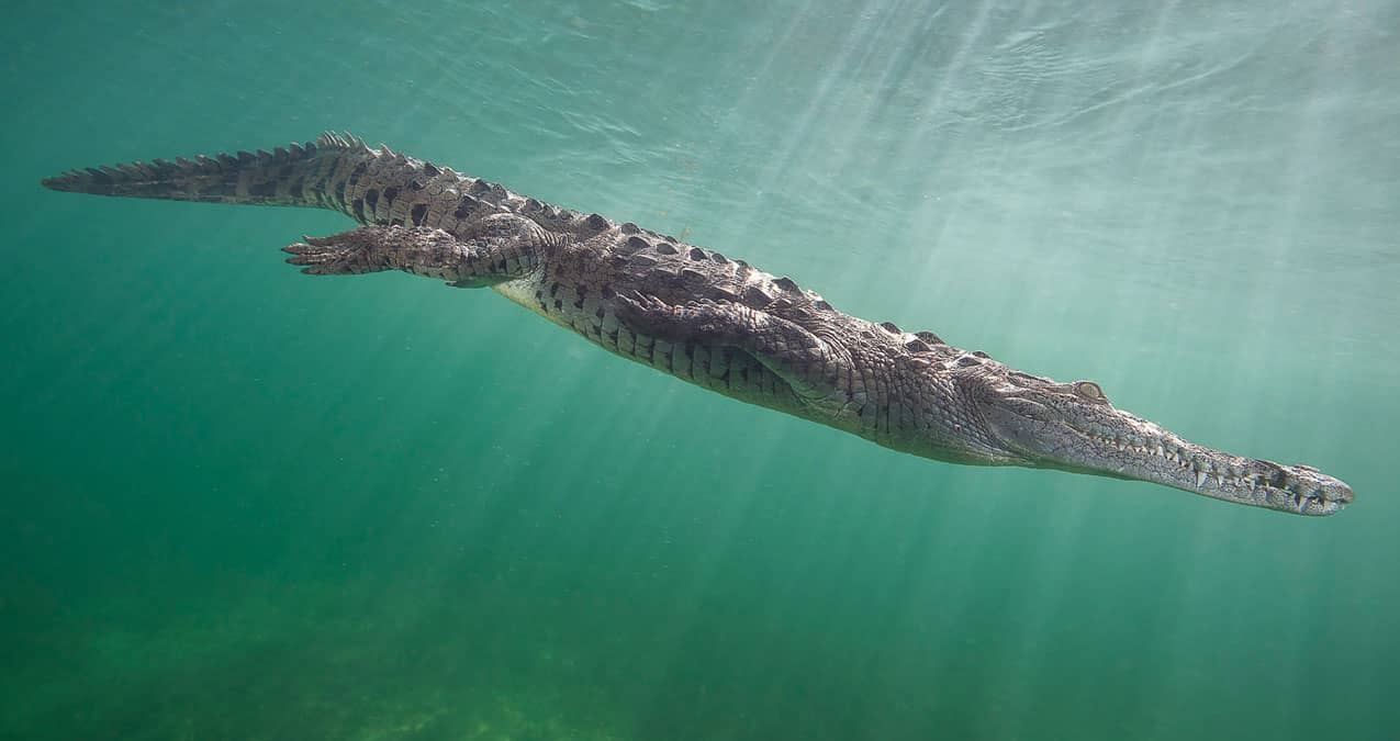Swimming with Crocodiles