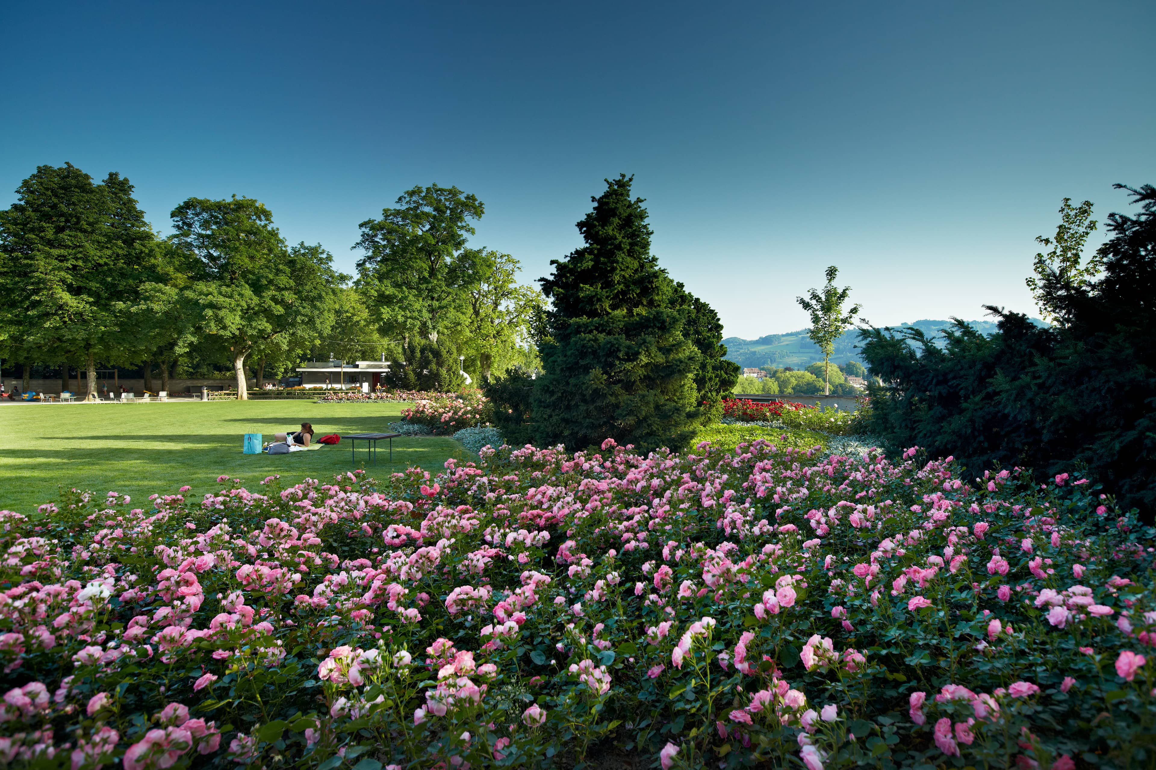 Diverse Rose Collections