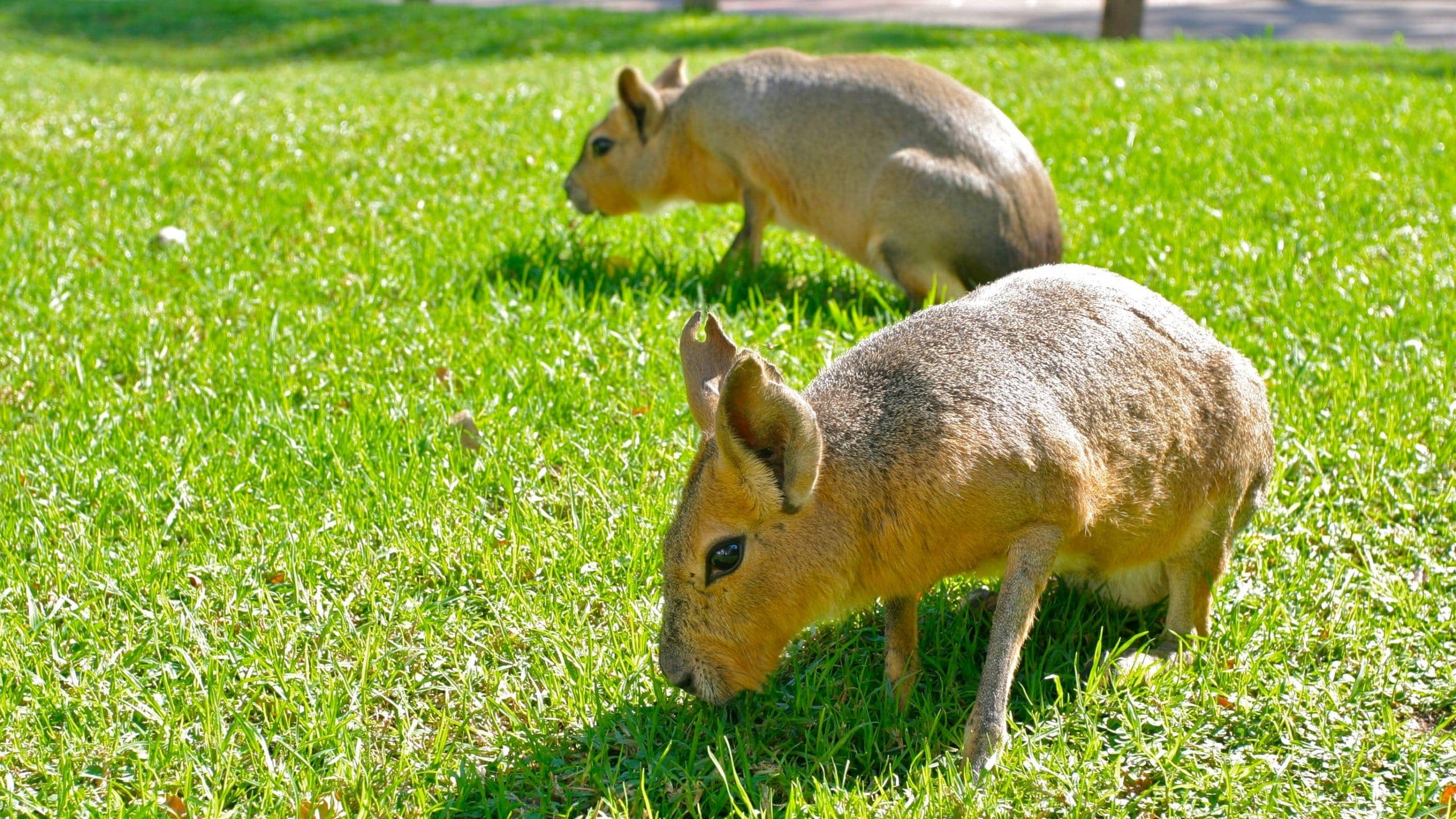 Ecoparque Buenos Aires