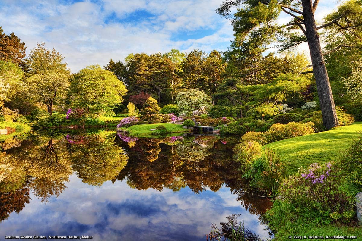 Peaceful Pond Reflections