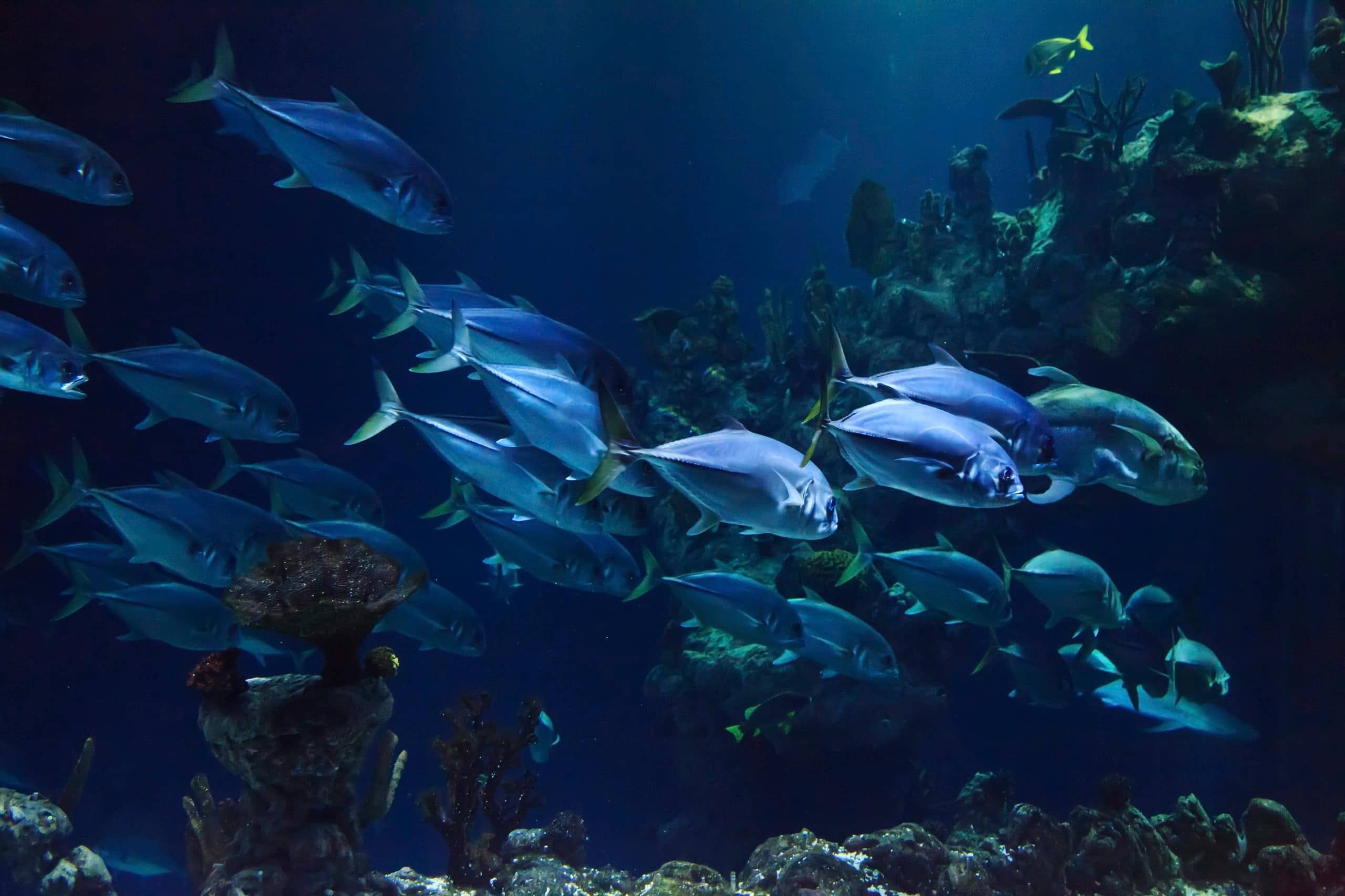 Global Aquatic Wonders