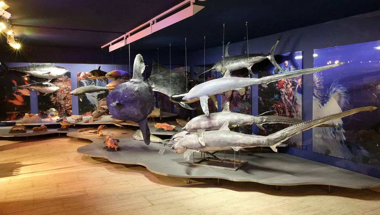 Marine Life Exhibits