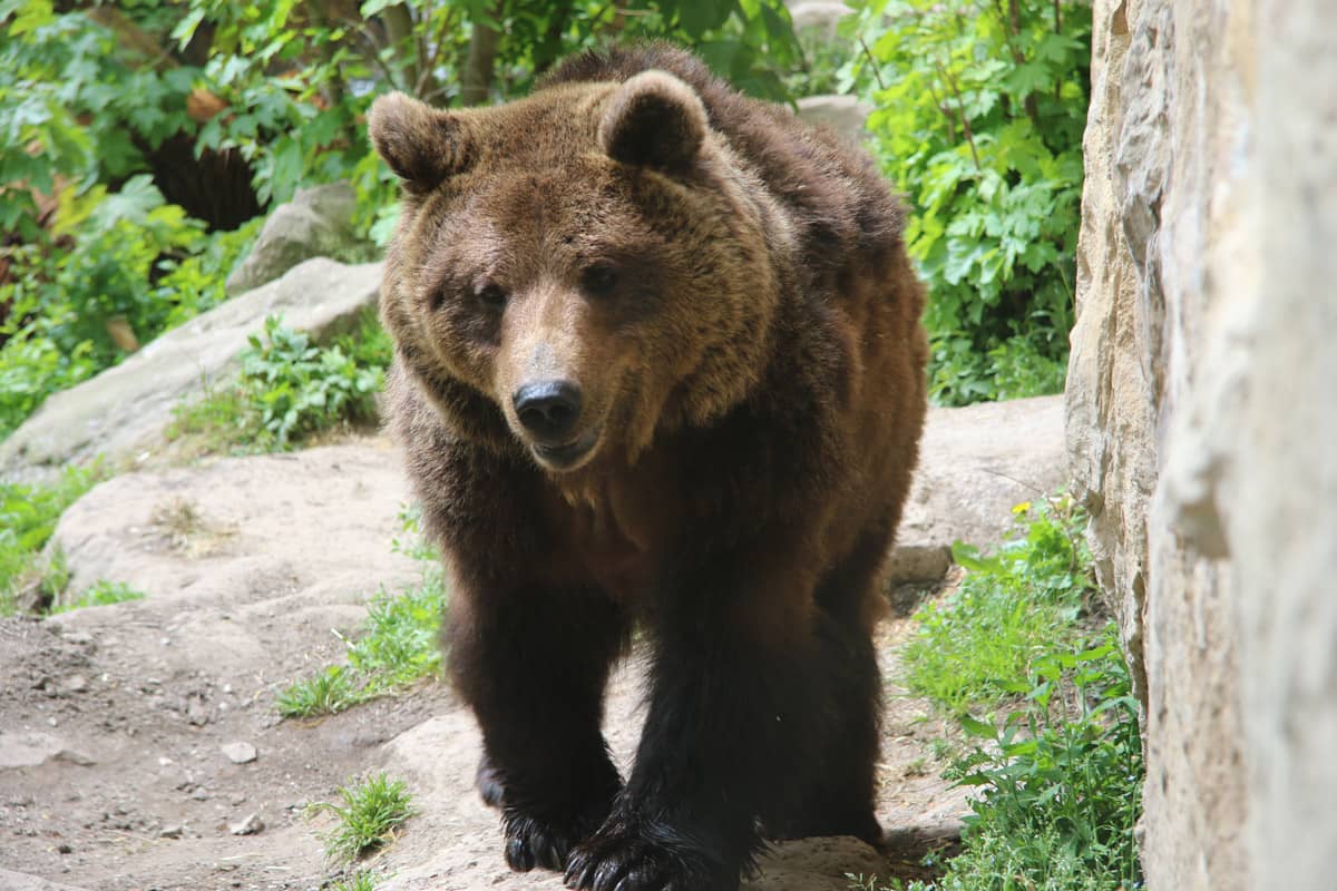 Brown Bear & Bison