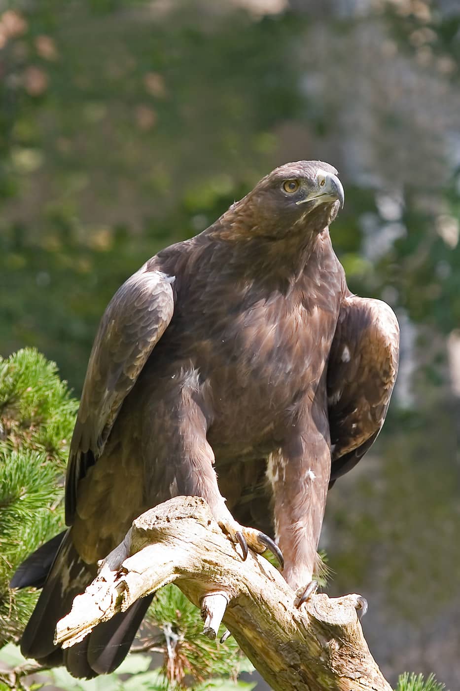 Golden Eagles & Vultures