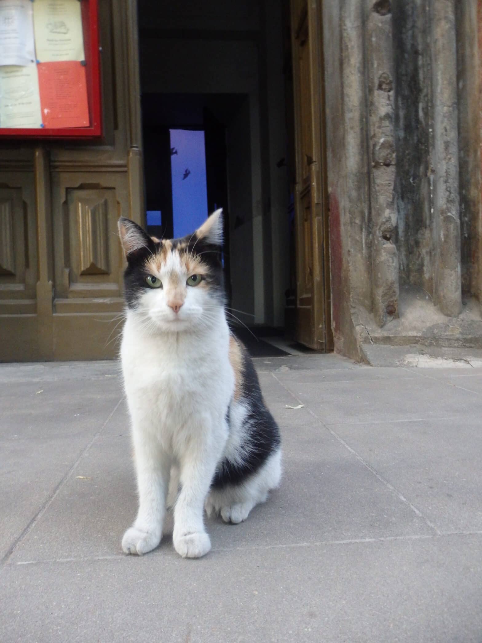 Grace the Church Cat
