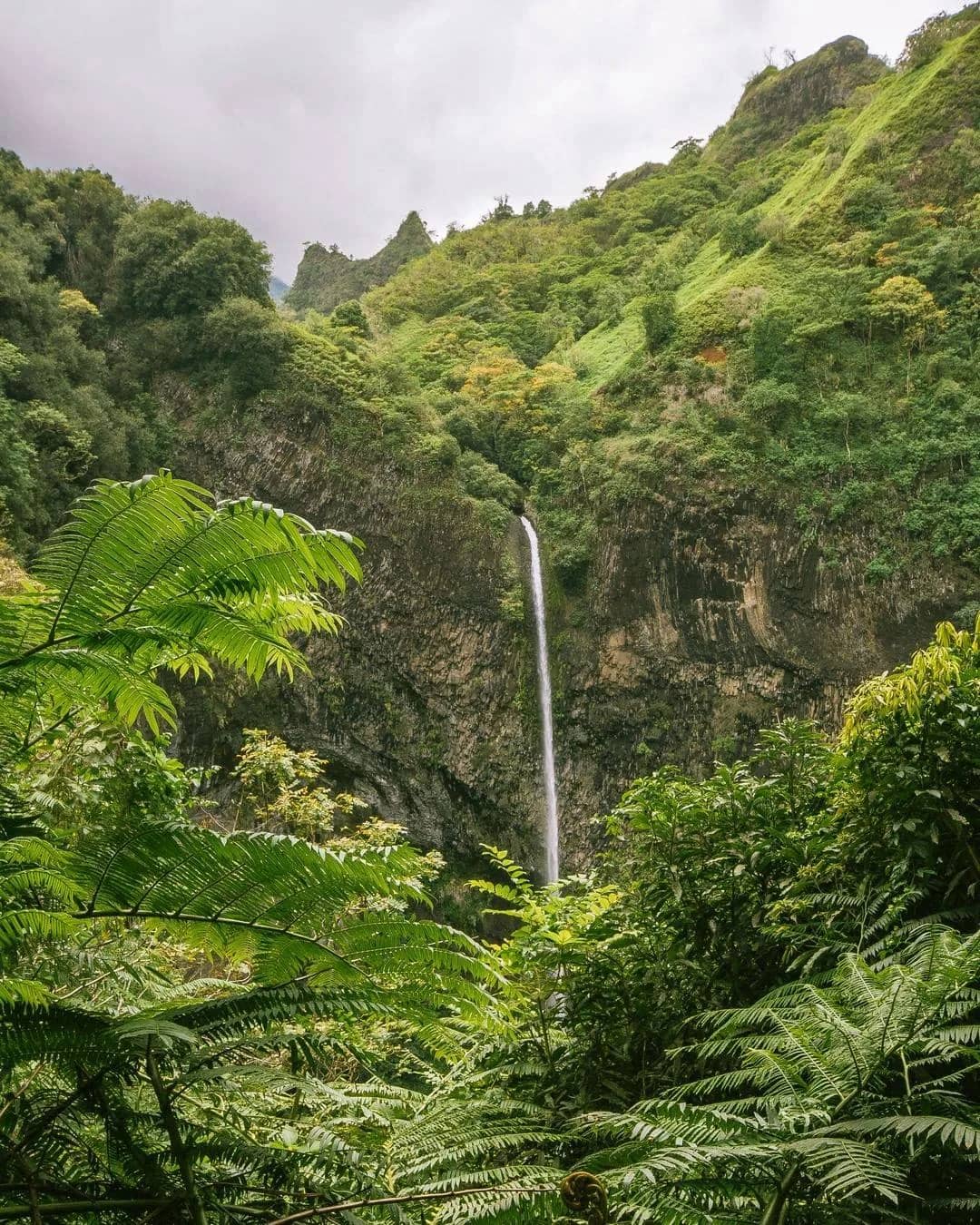 Lush Vegetation