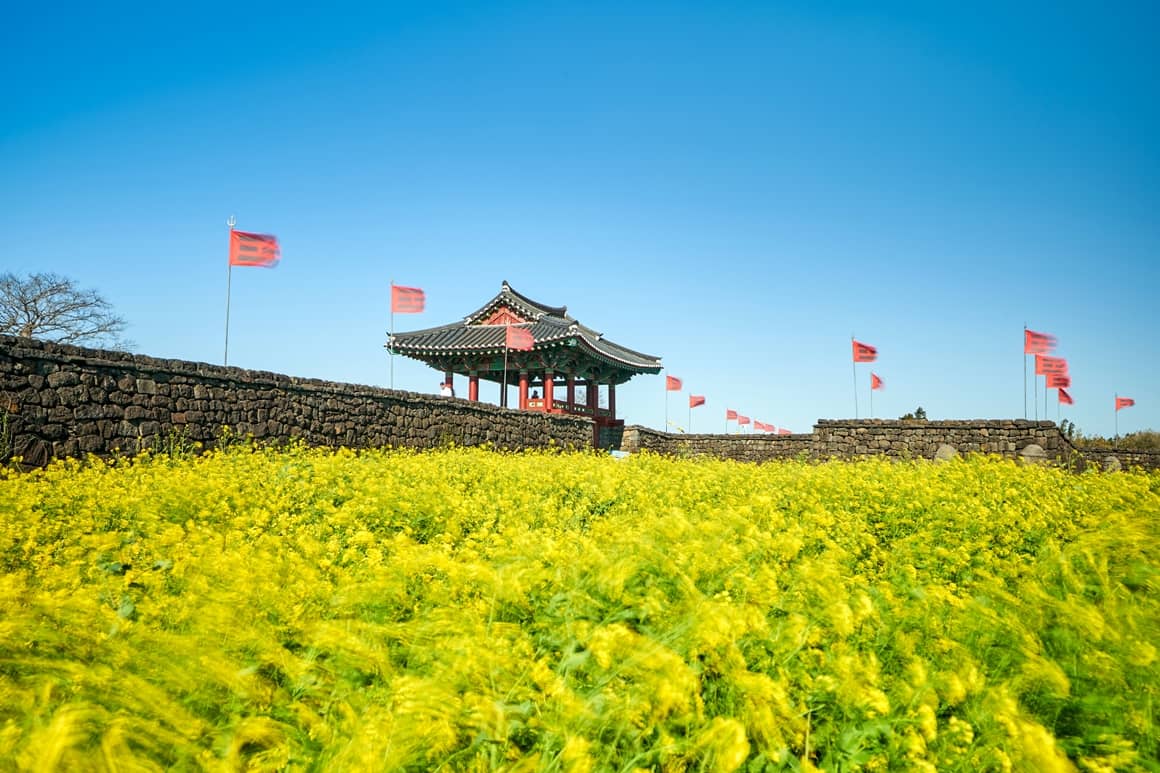 Canola Flower Fields