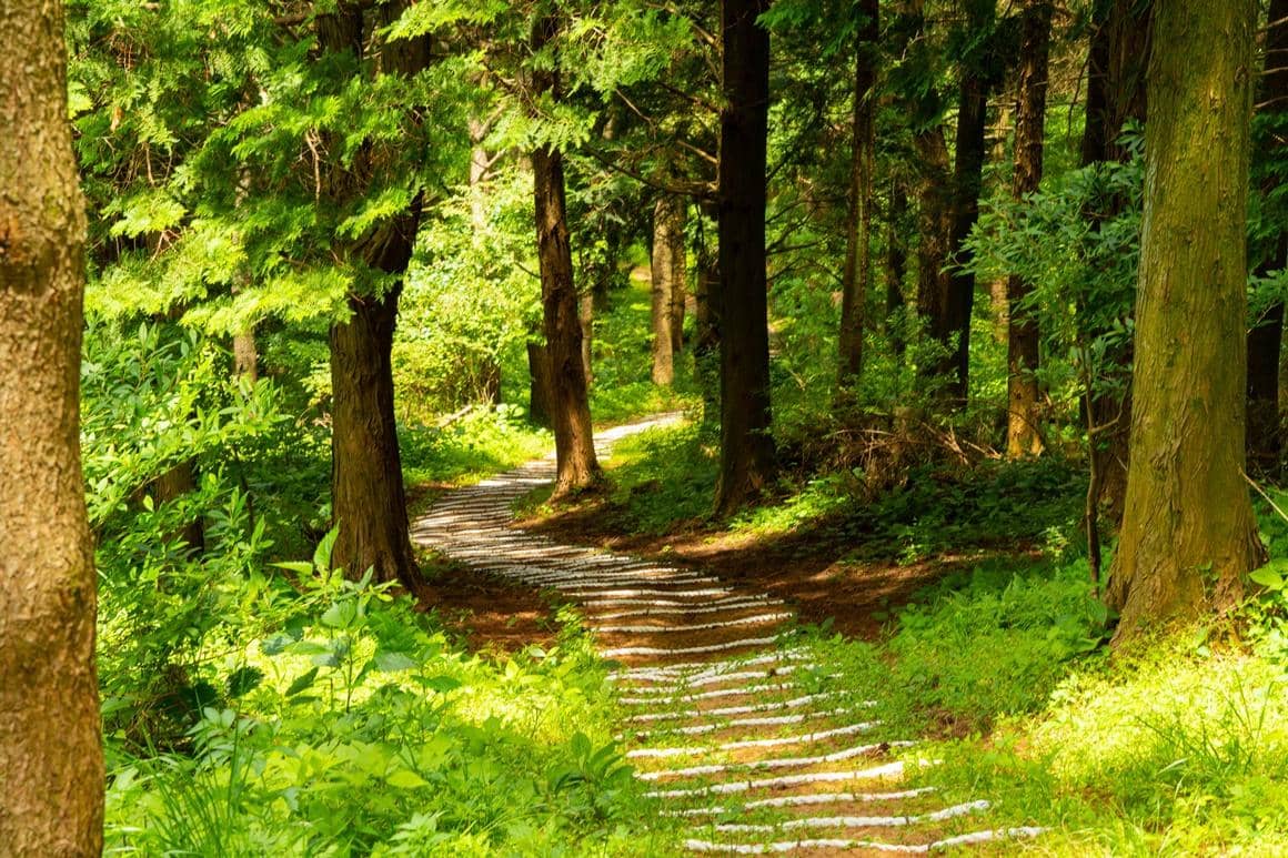 Lush Forest Trails