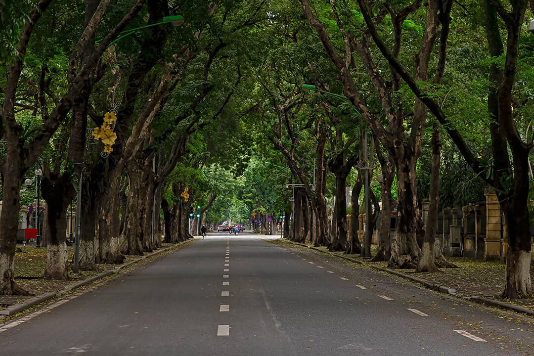Ancient Trees Canopy