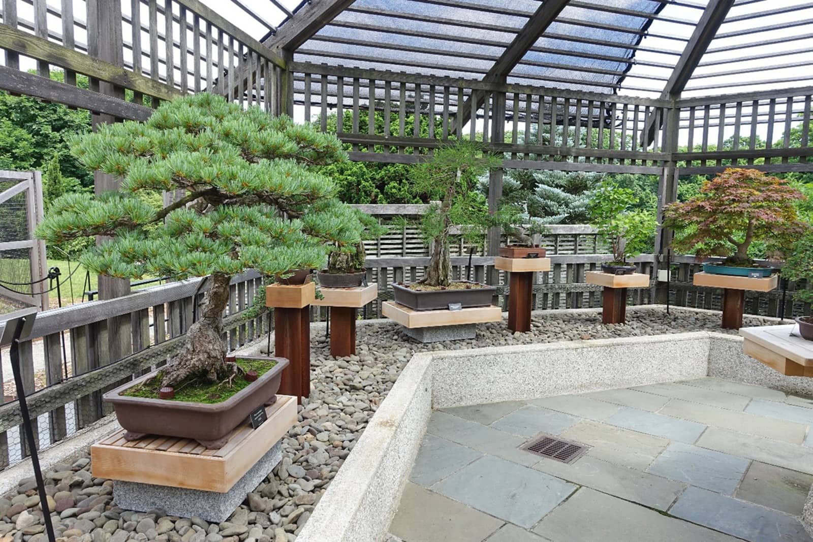 Bonsai Collection