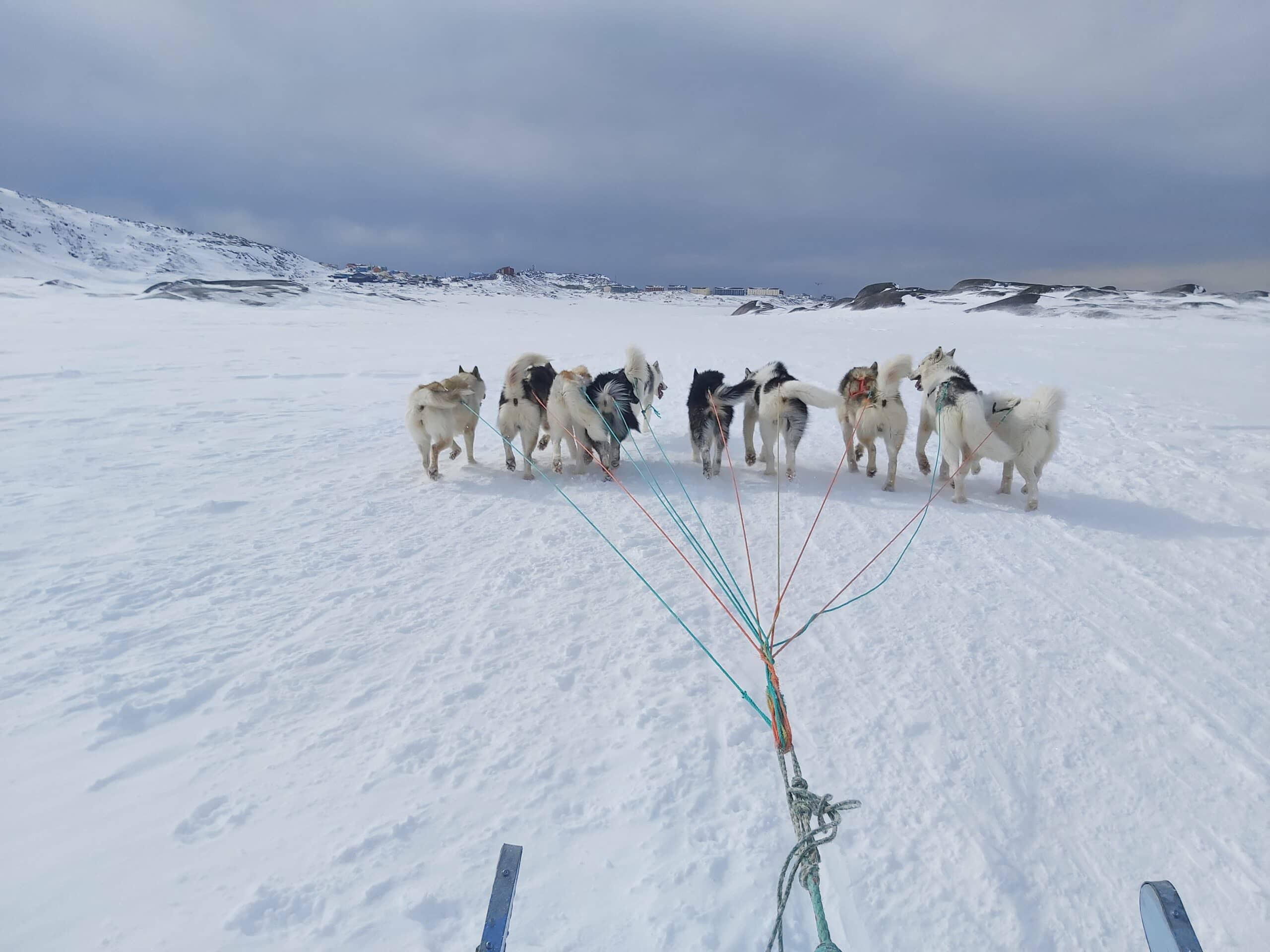 Dog Sledding Adventures