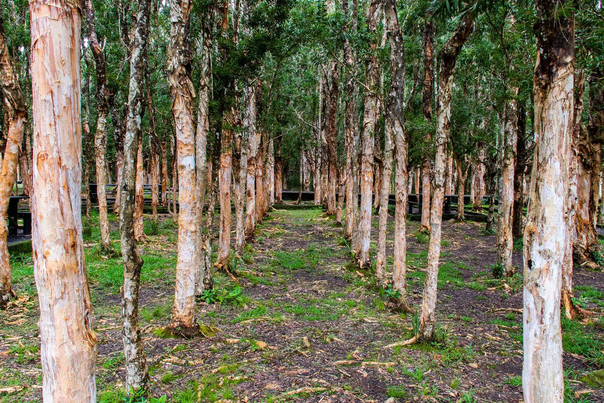 Paperbark Forest Walk