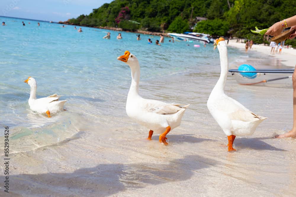 Friendly Roaming Geese