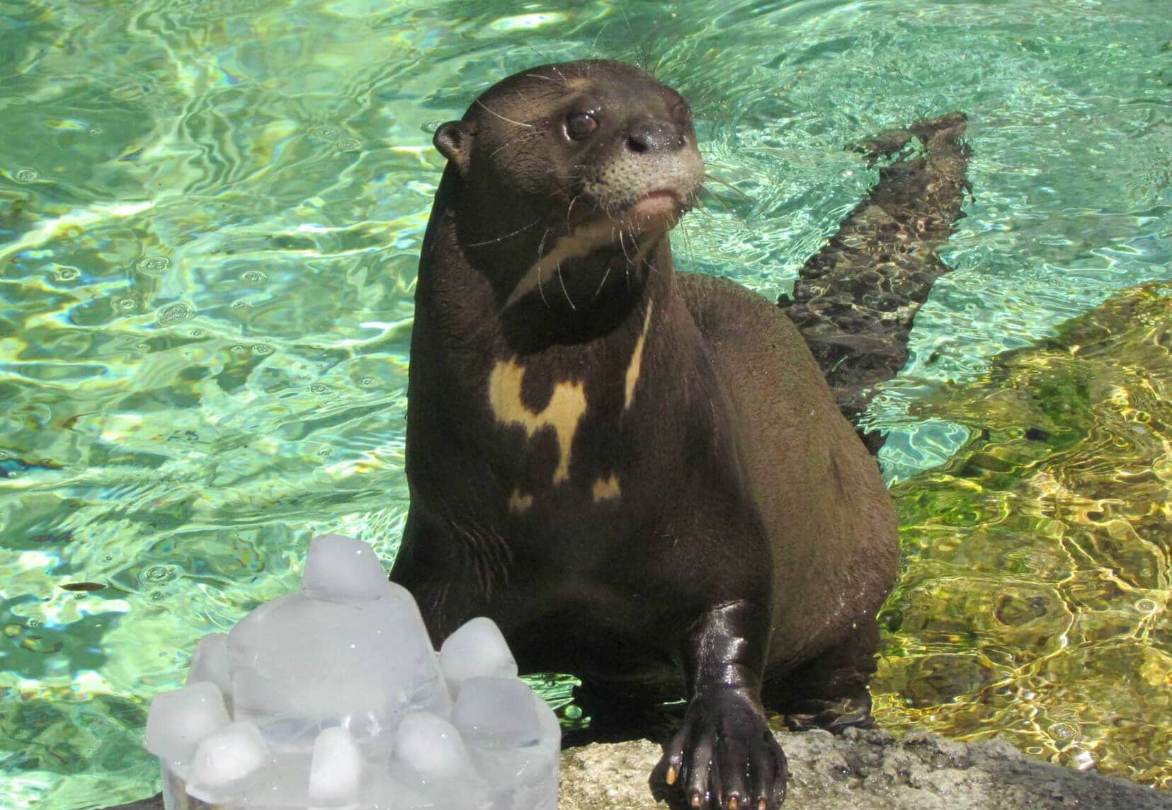 Playful Otters