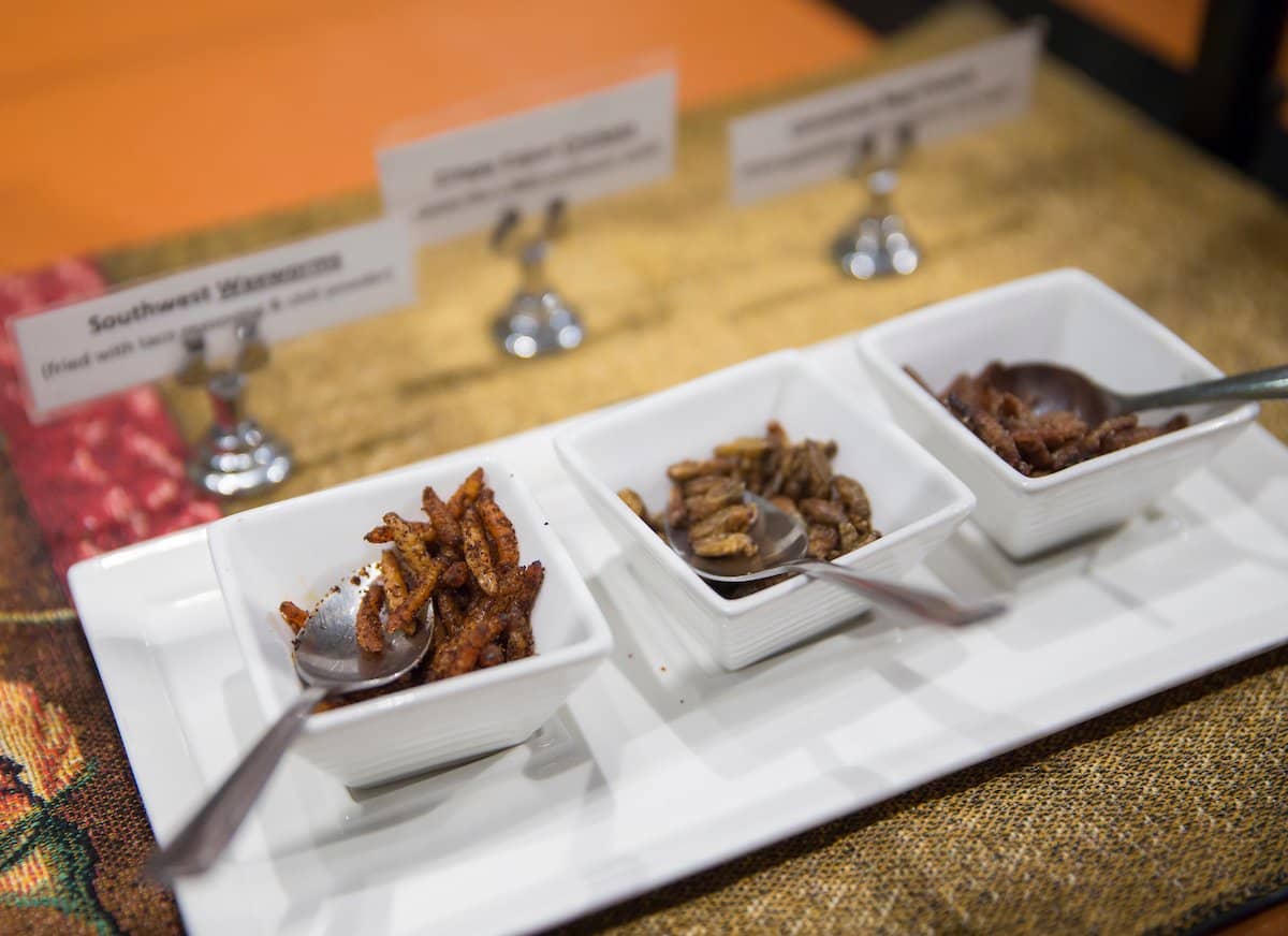 Bug Café