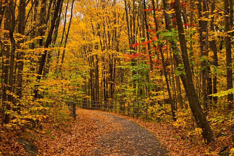 Paved Greenway