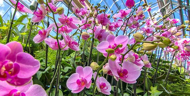 Fuqua Orchid Center