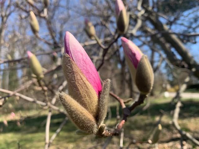 Magnolia Blooms