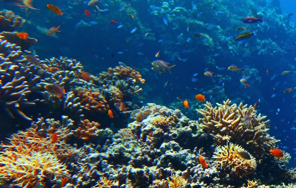 Abundant Marine Life
