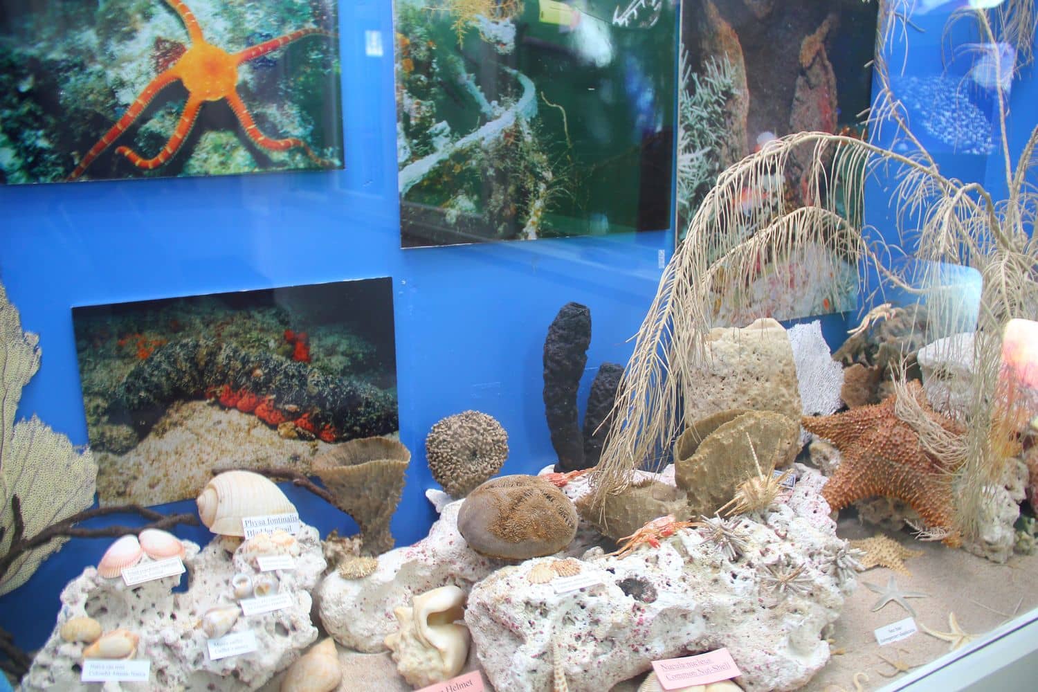 Marine Museum & Aquarium